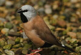 Black-throated Finch