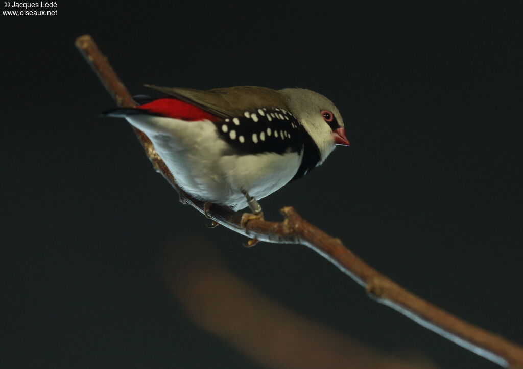 Diamond Firetail