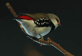 Diamond Firetail