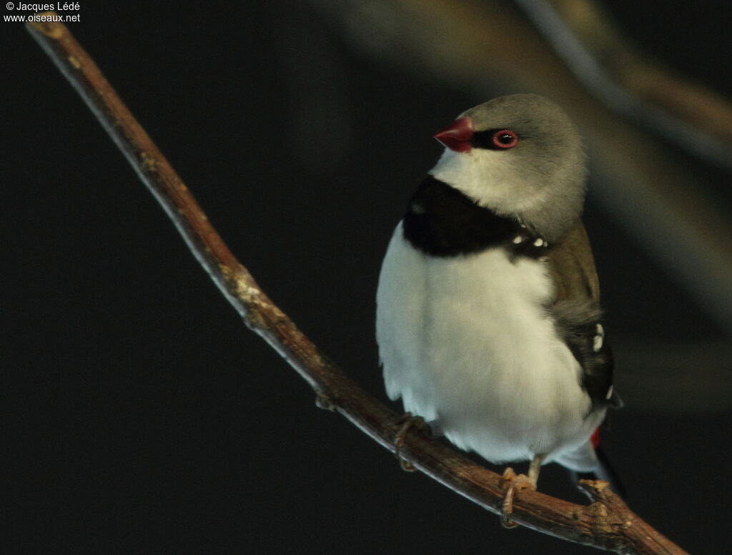 Diamond Firetail