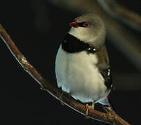 Diamond Firetail