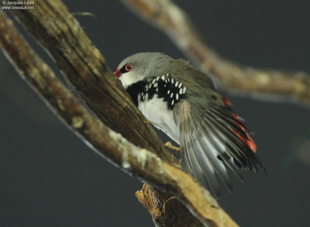 Diamond Firetail