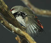 Diamond Firetail