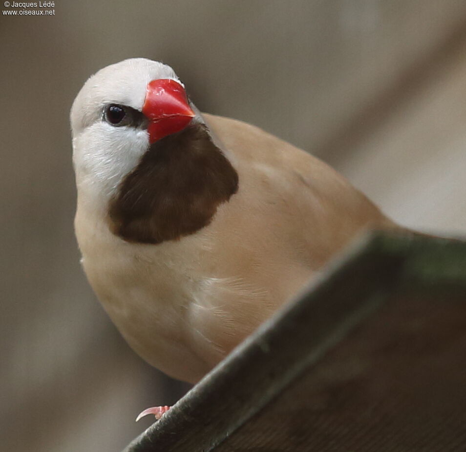 Long-tailed Finch