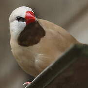 Long-tailed Finch