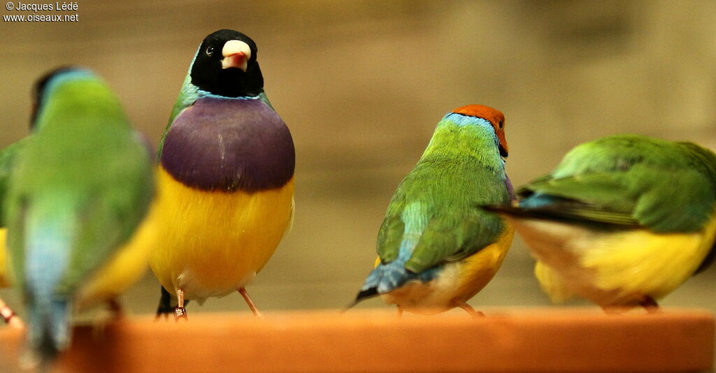 Gouldian Finch