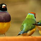 Diamant de Gould