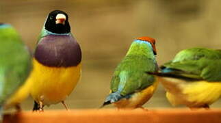 Gouldian Finch