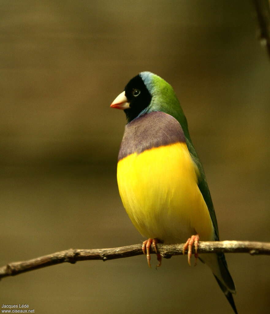 Gouldian Finch, identification