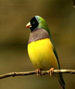 Gouldian Finch