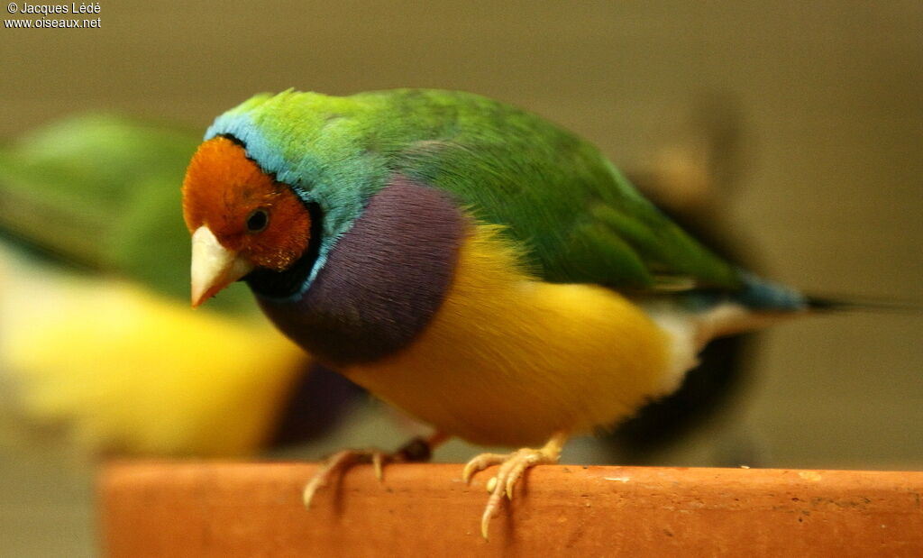 Gouldian Finch