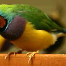 Diamant de Gould