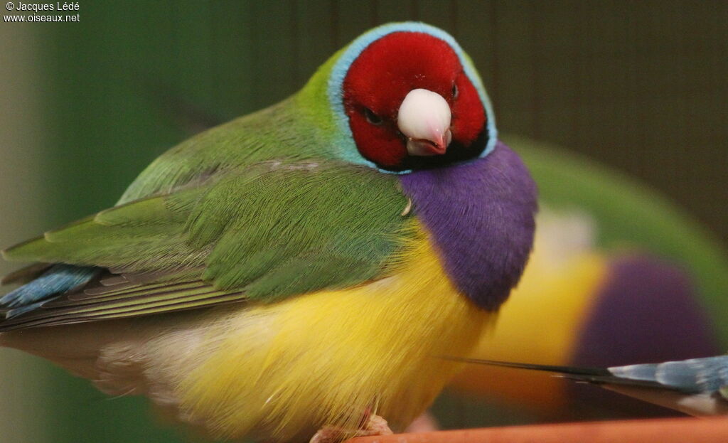 Gouldian Finch