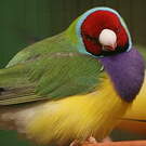 Diamant de Gould