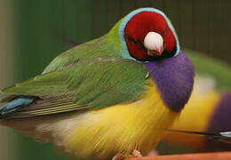 Gouldian Finch