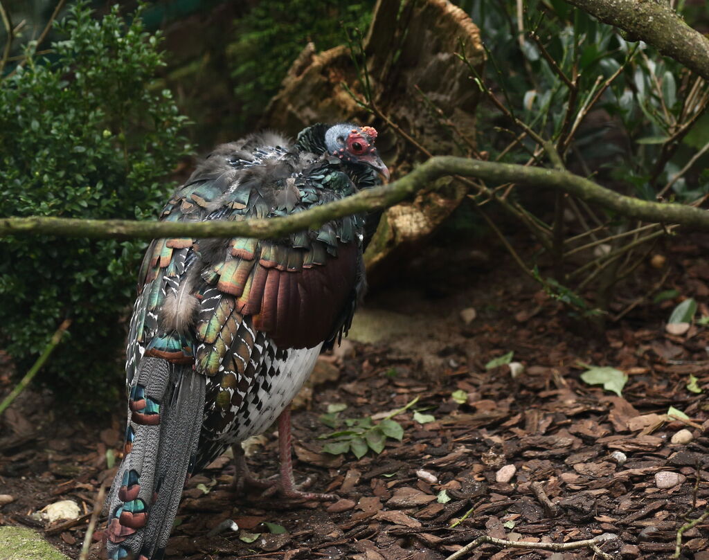 Ocellated Turkey