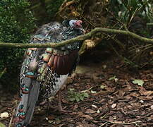 Ocellated Turkey