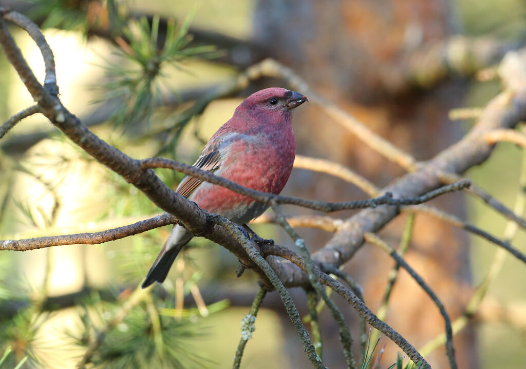 Pine Grosbeak