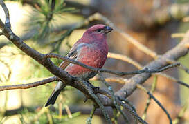 Pine Grosbeak