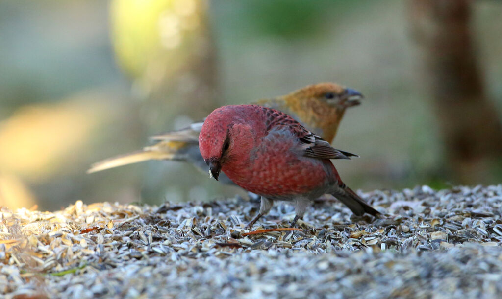 Pine Grosbeak