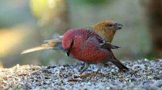 Pine Grosbeak