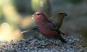 Pine Grosbeak