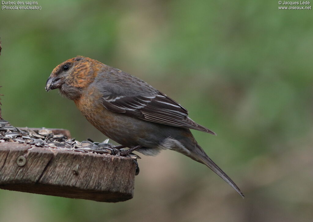 Pine Grosbeak