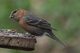 Pine Grosbeak