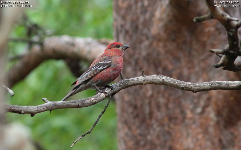 Pine Grosbeak