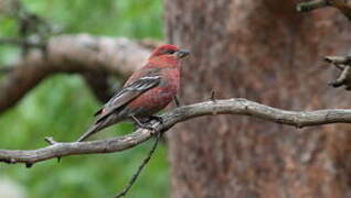 Pine Grosbeak