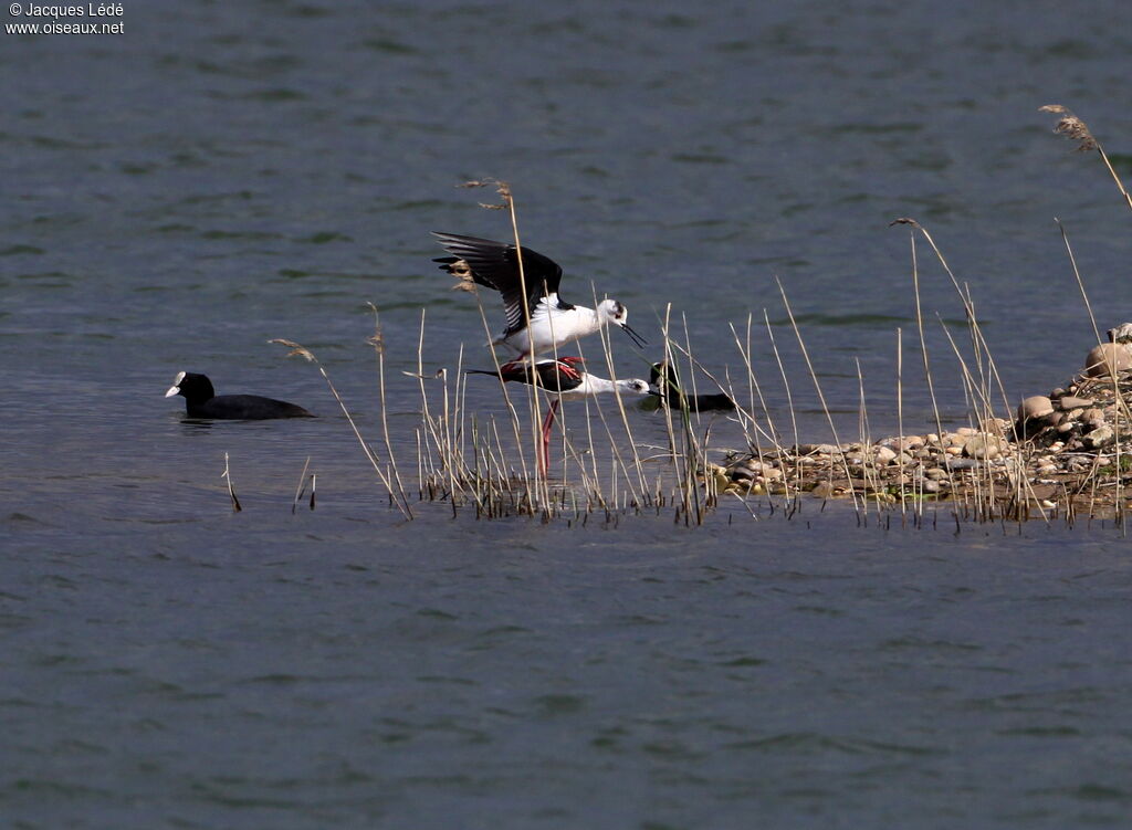 Black-winged Stilt