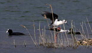 Black-winged Stilt