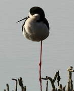 Black-winged Stilt