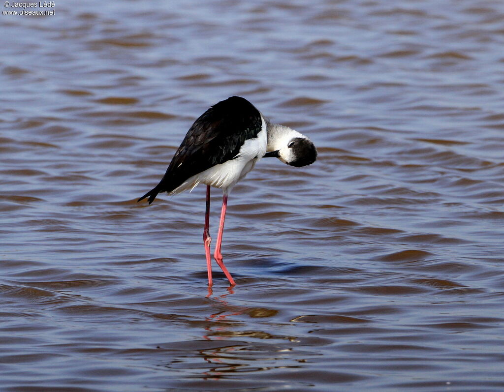 Black-winged Stilt