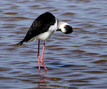 Black-winged Stilt