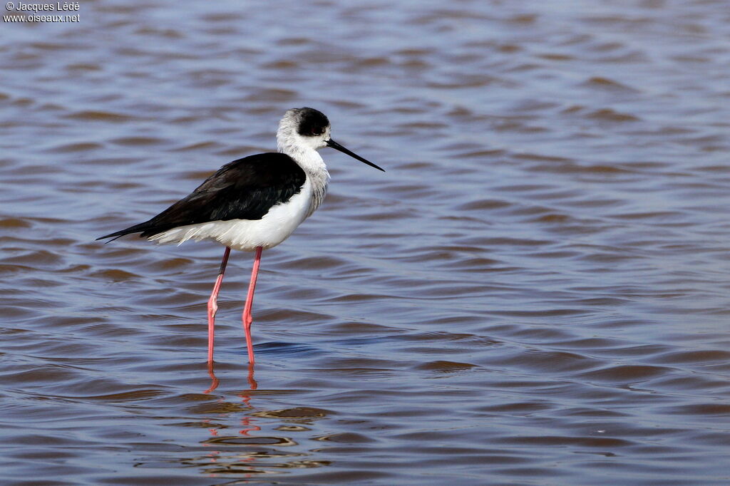 Black-winged Stilt