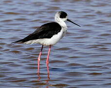 Black-winged Stilt