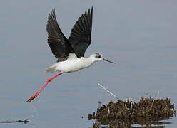 Black-winged Stilt