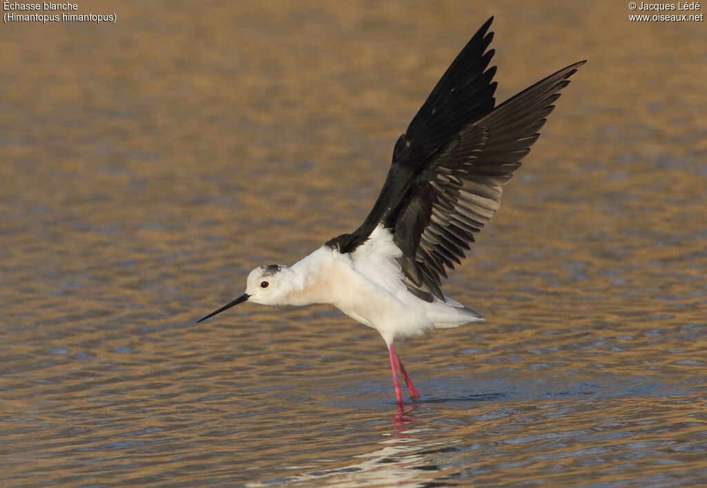 Black-winged Stilt