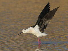 Black-winged Stilt