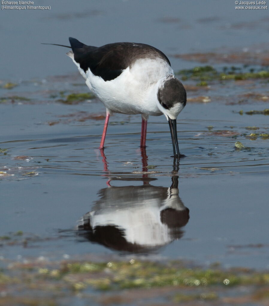 Black-winged Stilt