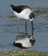 Black-winged Stilt