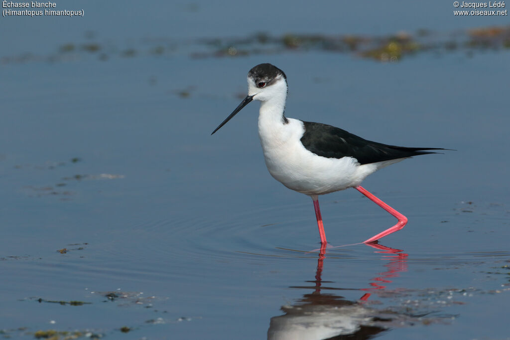 Black-winged Stilt