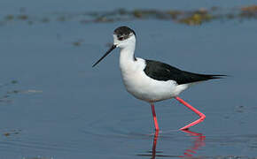 Black-winged Stilt