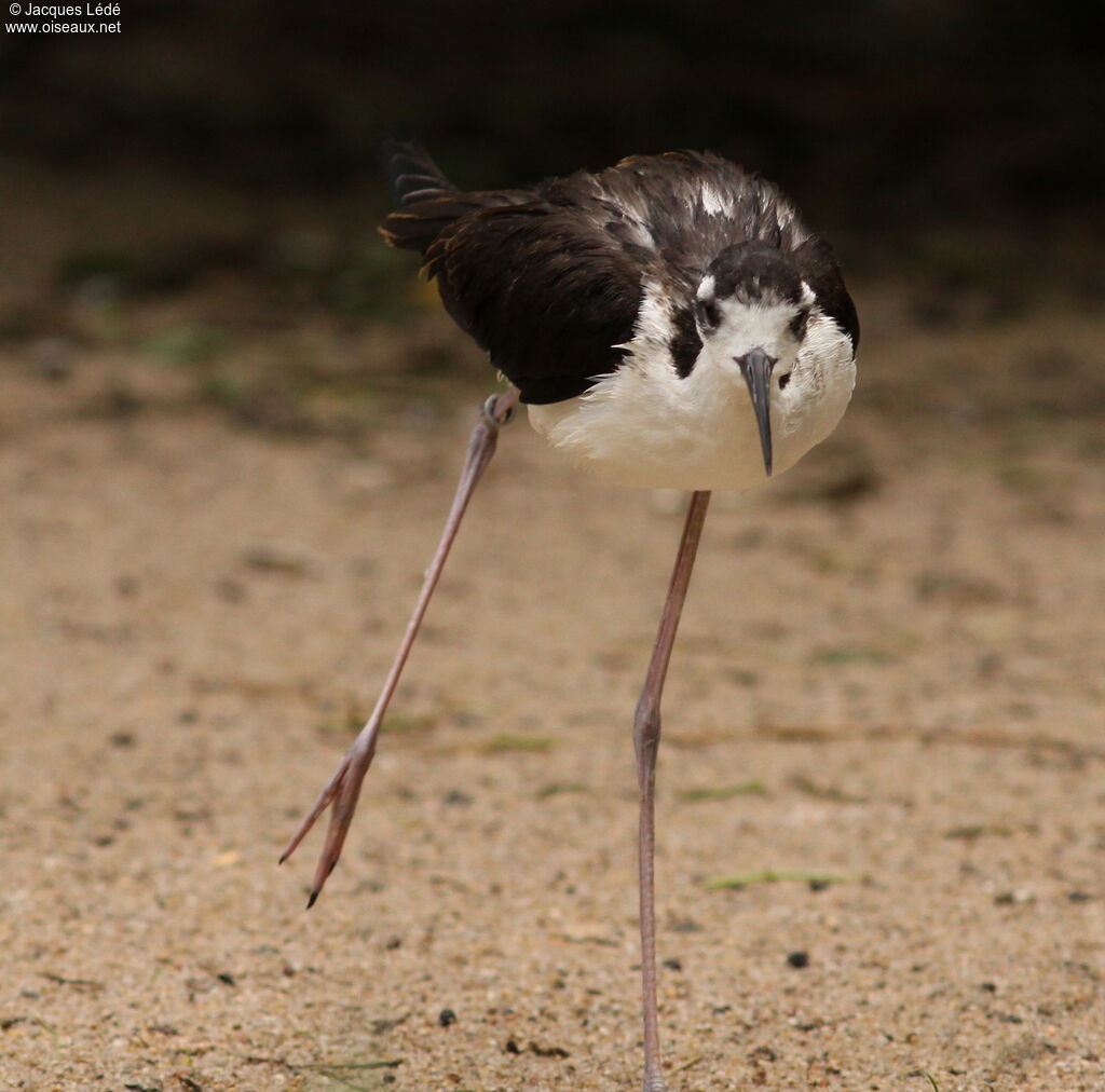 Black-necked Stilt