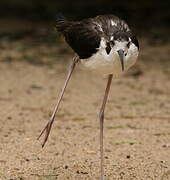 Black-necked Stilt