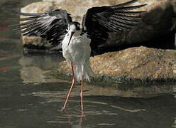 Black-necked Stilt