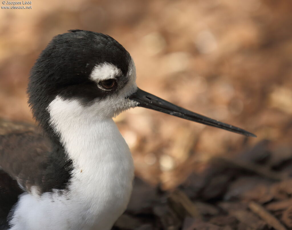 Black-necked Stilt