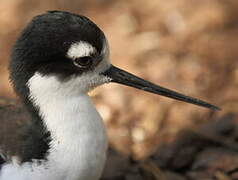 Black-necked Stilt