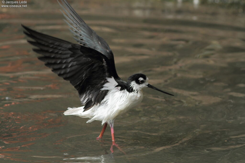 Black-necked Stilt